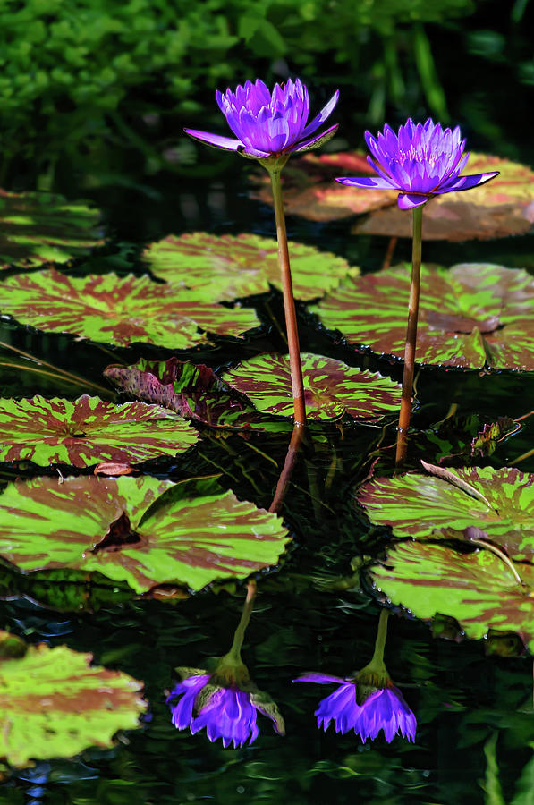 Double Reflection - Water Lilies Photograph by Penny Lisowski