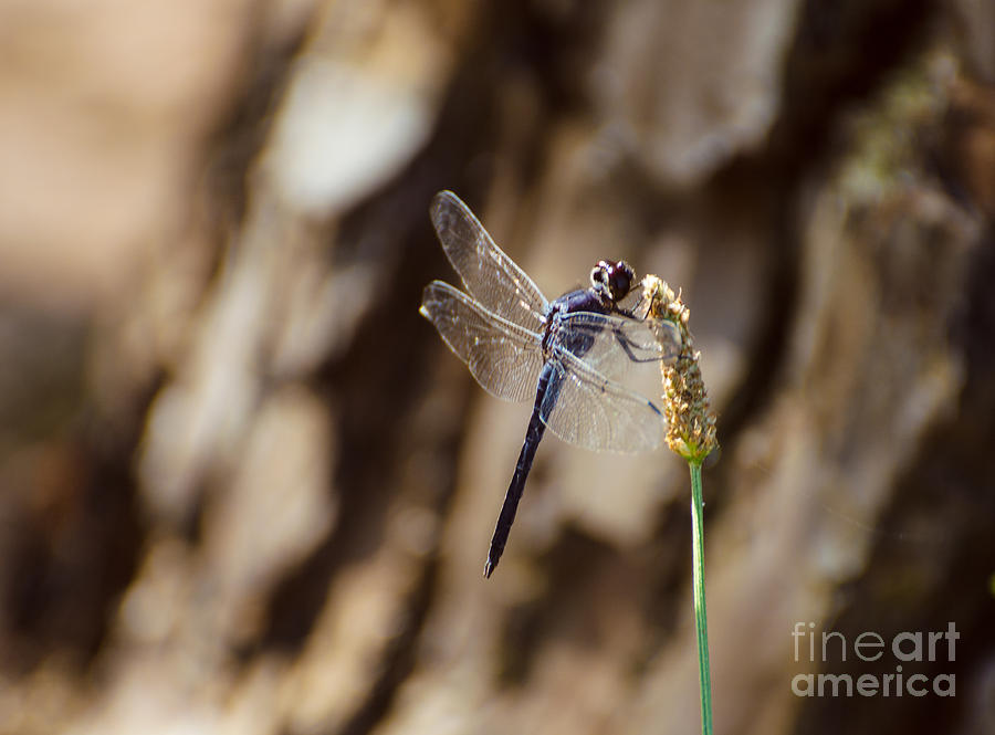 Double Ring Pennant Dragonfly Photograph by Donna Brown
