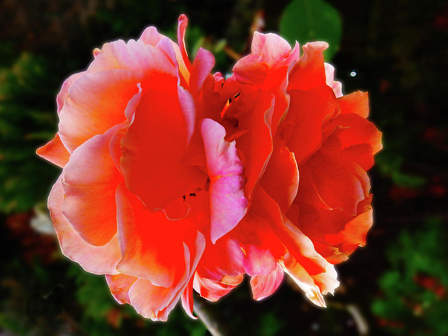 Double Rose Photograph by Mark Blauhoefer