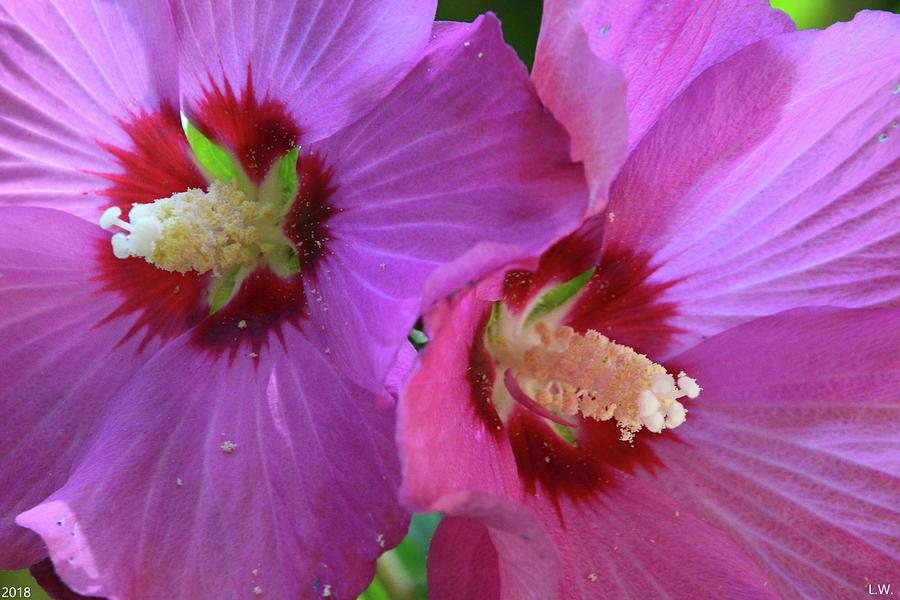 Double Rose Of Sharon Photograph by Lisa Wooten Photography