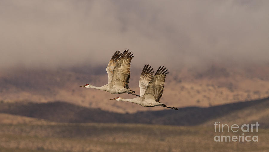 Double Sandhills in the New Mexico Sky Photograph by Ruth Jolly