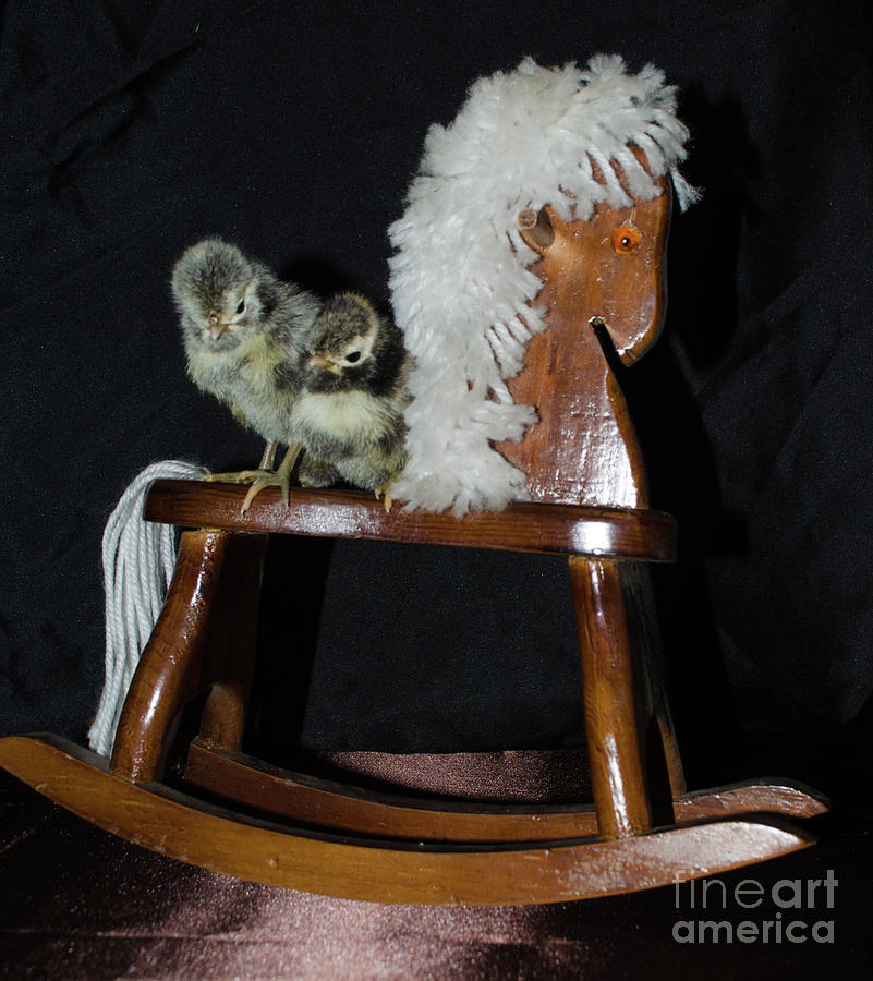 Double Seat Rocking Horse Photograph by Donna Brown