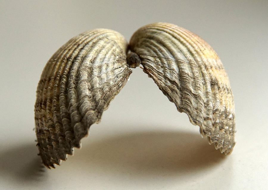 Double shell Photograph by Jolly Van der Velden