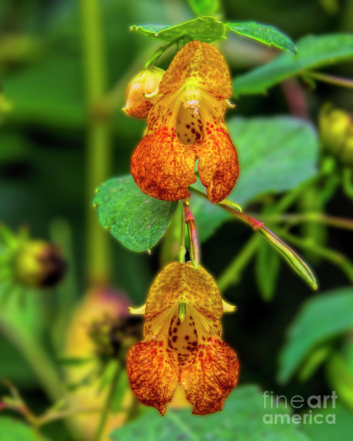 Double shot of Jewelweed Photograph by Barbara Bowen