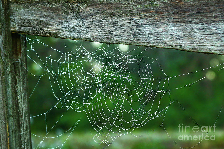 Double Spider Web Photograph by Tom Claud