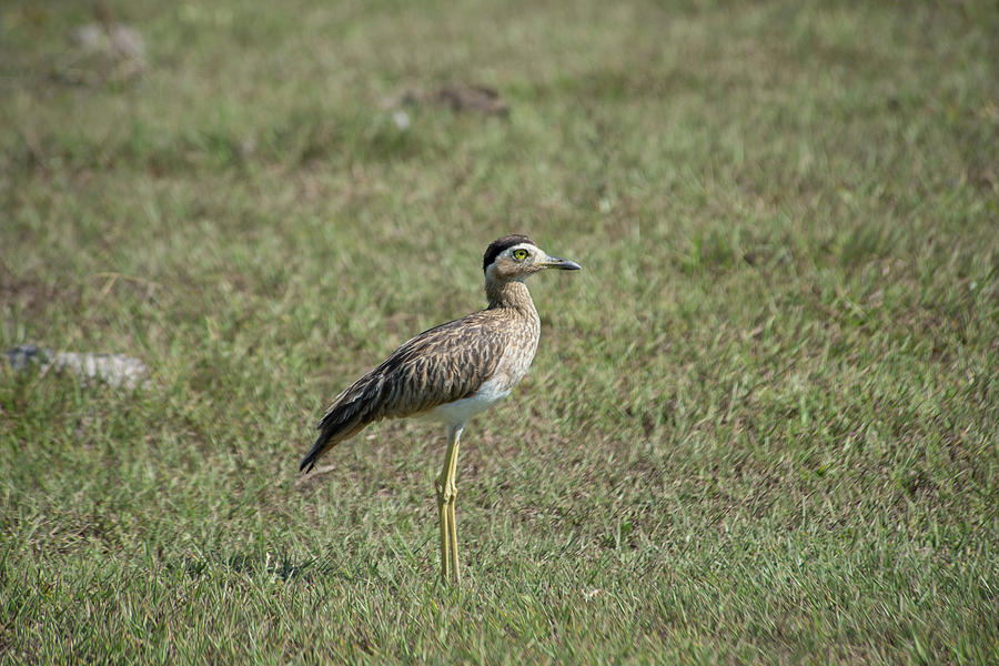 Double-striped Thick-knee Digital Art by Carol Ailles