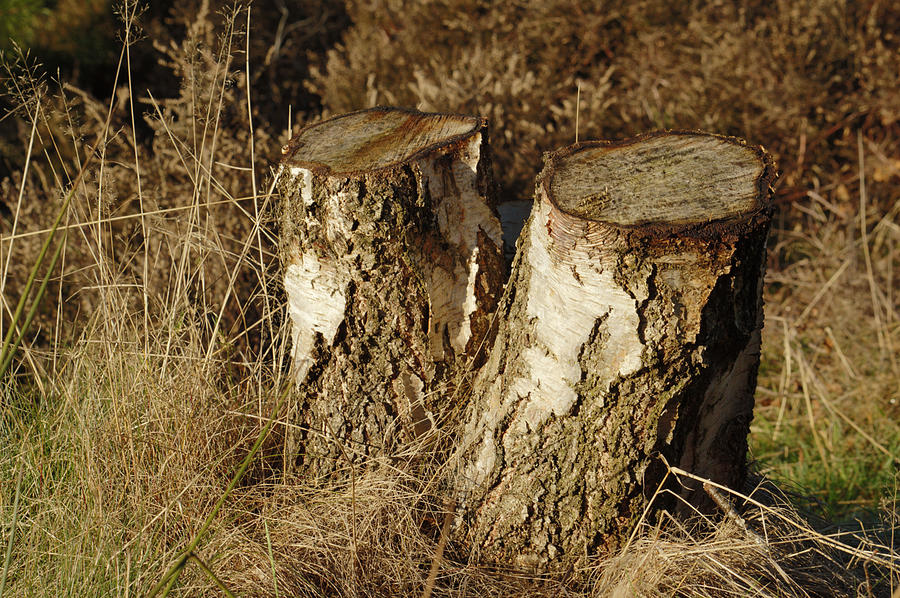 Double Stump Photograph by Adrian Wale