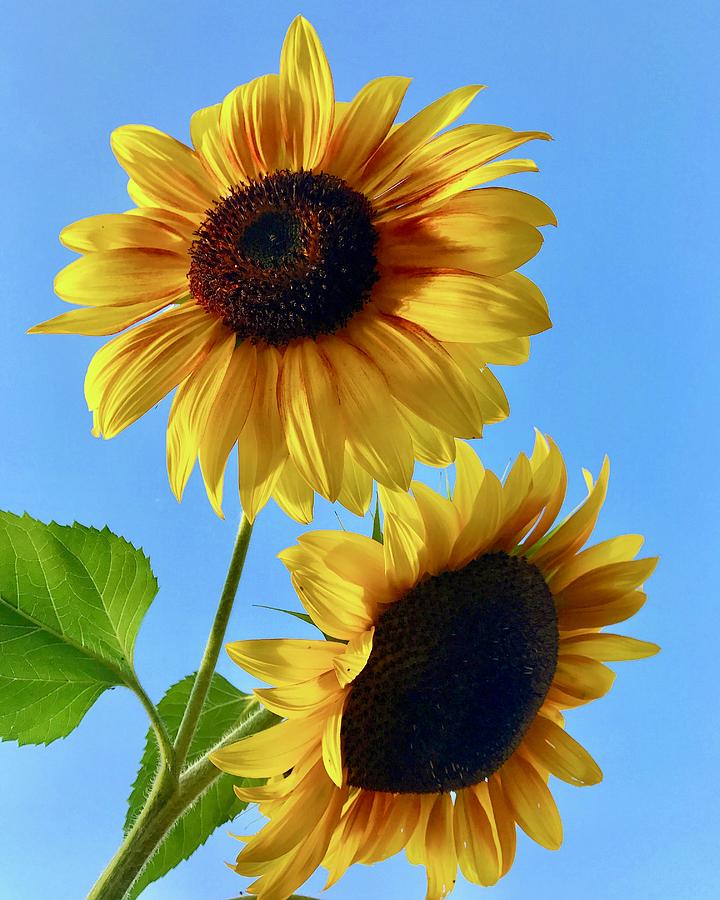 Double Sunflower Photograph by Brian Eberly