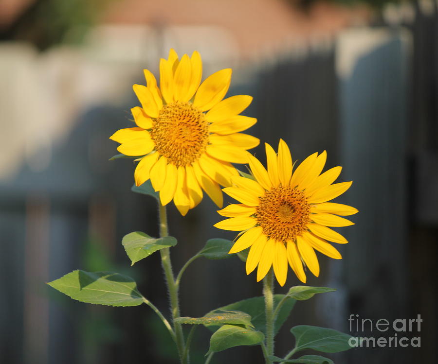 Sunflower Photograph - Double Sunflowers 2  by Sheri Simmons