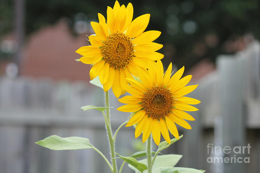 Flowers Still Life Photograph - Double Sunflowers by Sheri Simmons
