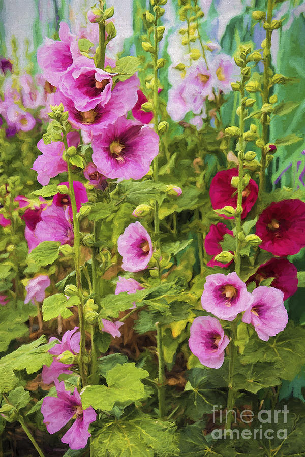 Nature Photograph - Double Take Hollyhocks  by Priscilla Burgers