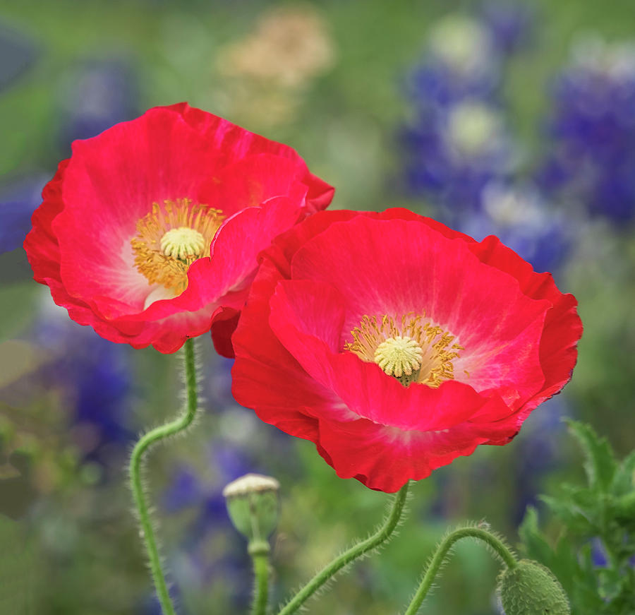 Double take-two red poppies. Photograph by Usha Peddamatham