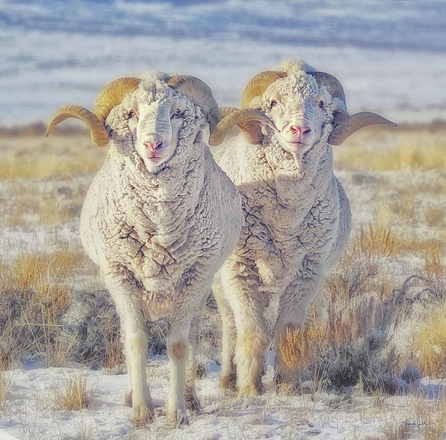 Sheep Photograph - Double the Ram Power by Amanda Smith