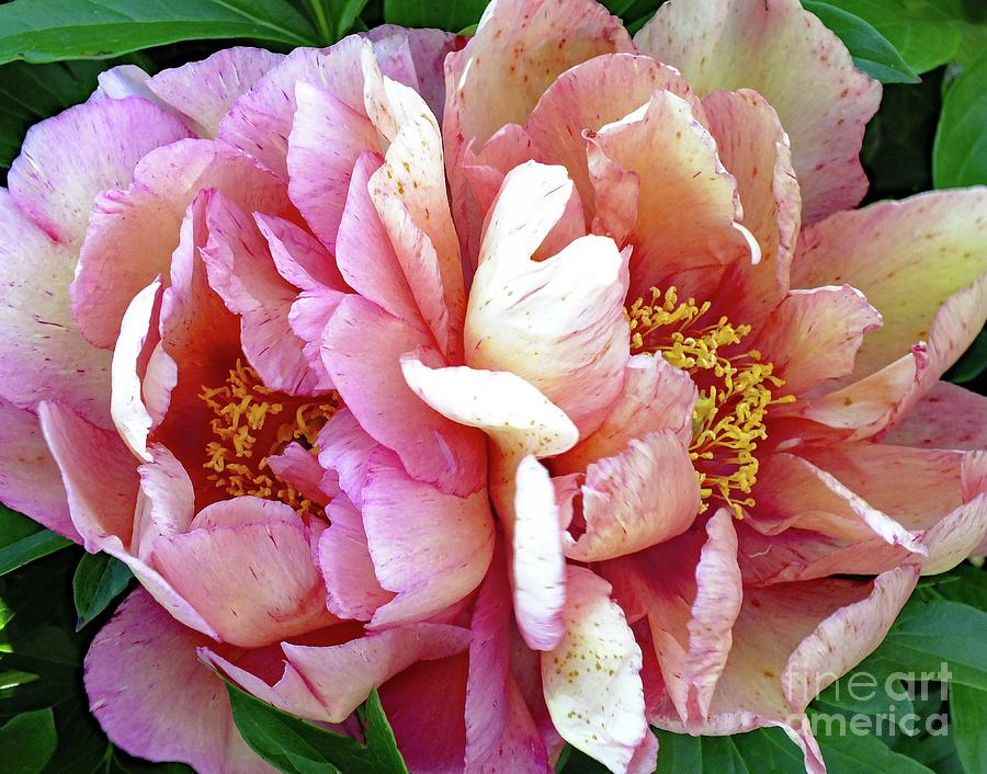 Double The Viewing Pleasure - Kopper Kettle Peony Photograph