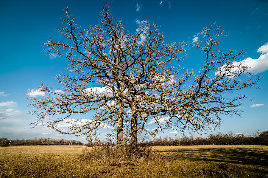 Double Tree Photograph by Randy Scherkenbach
