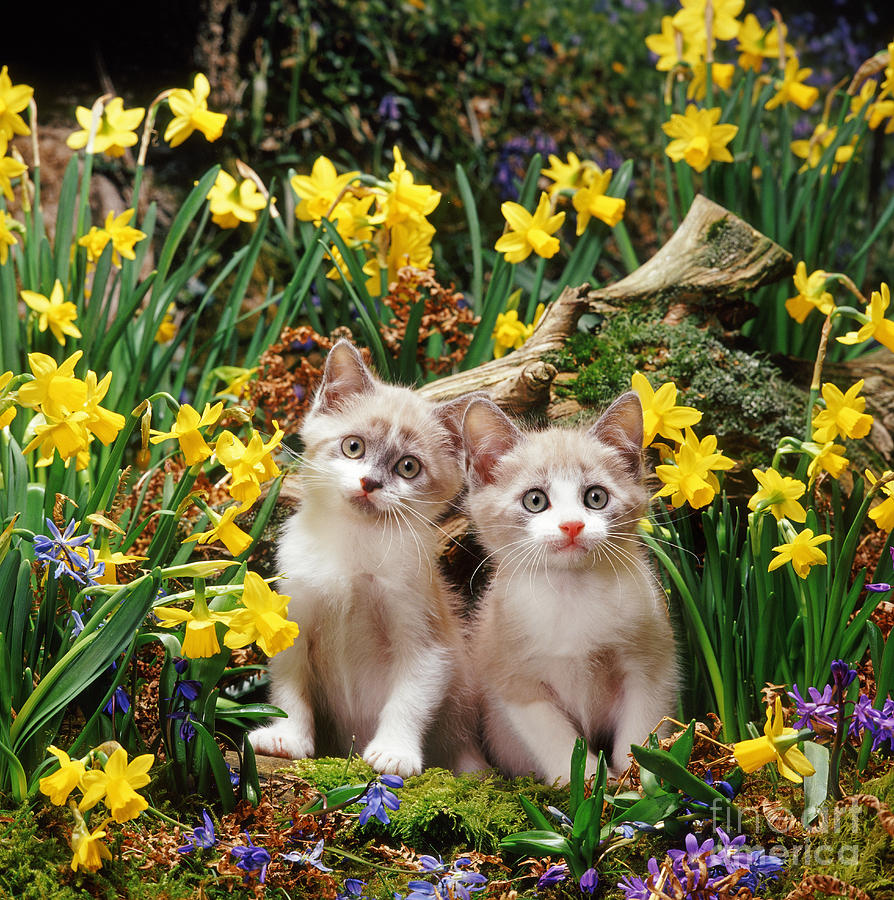 Double Trouble and Daffs Photograph by Warren Photographic