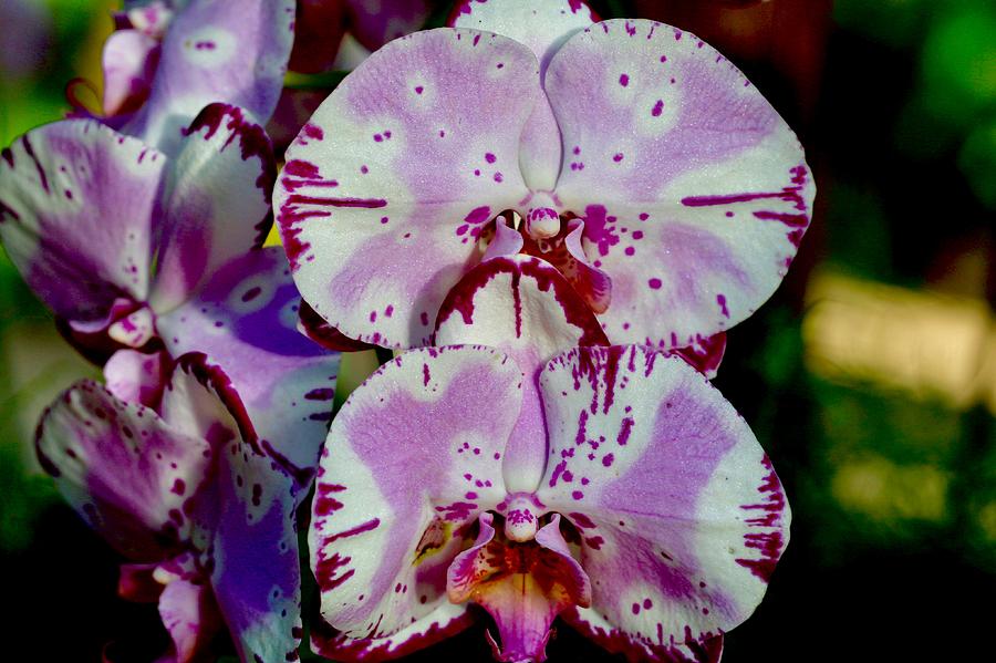 Orchid Photograph - Double trouble by Cheryl Gayser