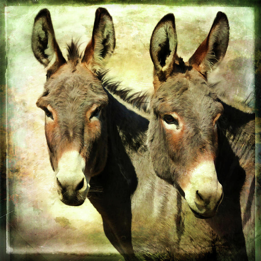 Double Trouble Donkeys Photograph