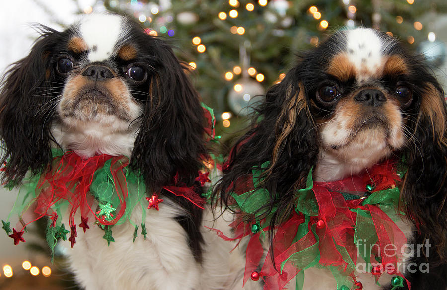 Double Trouble for Christmas Photograph by Jeannette Hunt