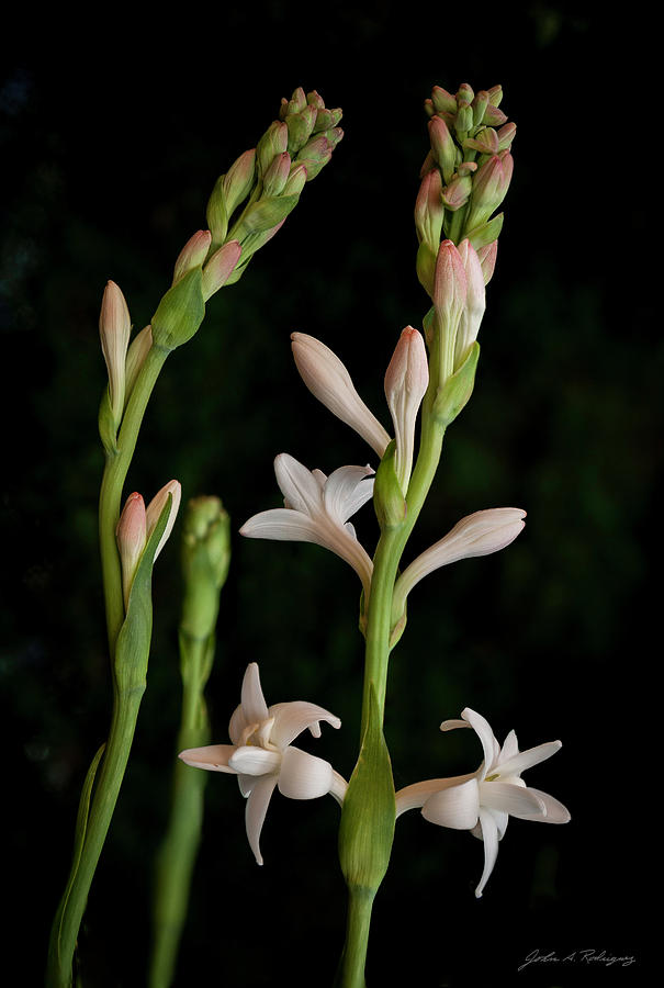 Double Tuberose in Bloom #2 Photograph by John A Rodriguez