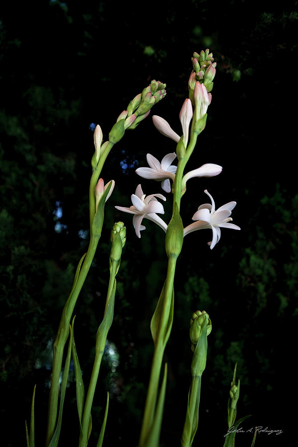 Double Tuberose in Bloom Photograph by John A Rodriguez