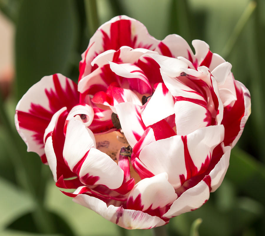 Double Tulip Photograph by Cathy Donohoue