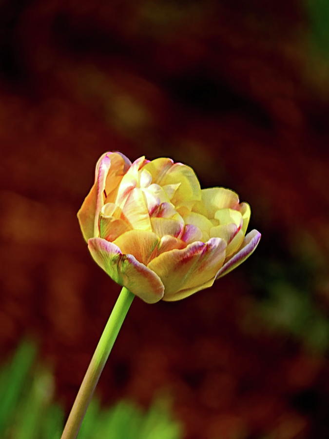 Double Tulip Creme Upstar Photograph by Lyuba Filatova