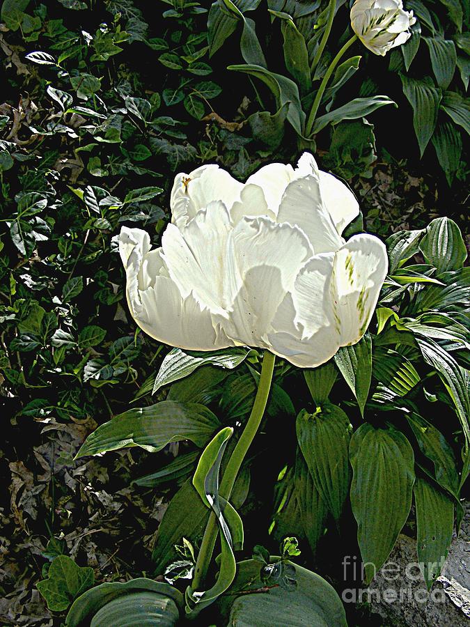 Double Tulip in White Photograph by Nancy Kane Chapman