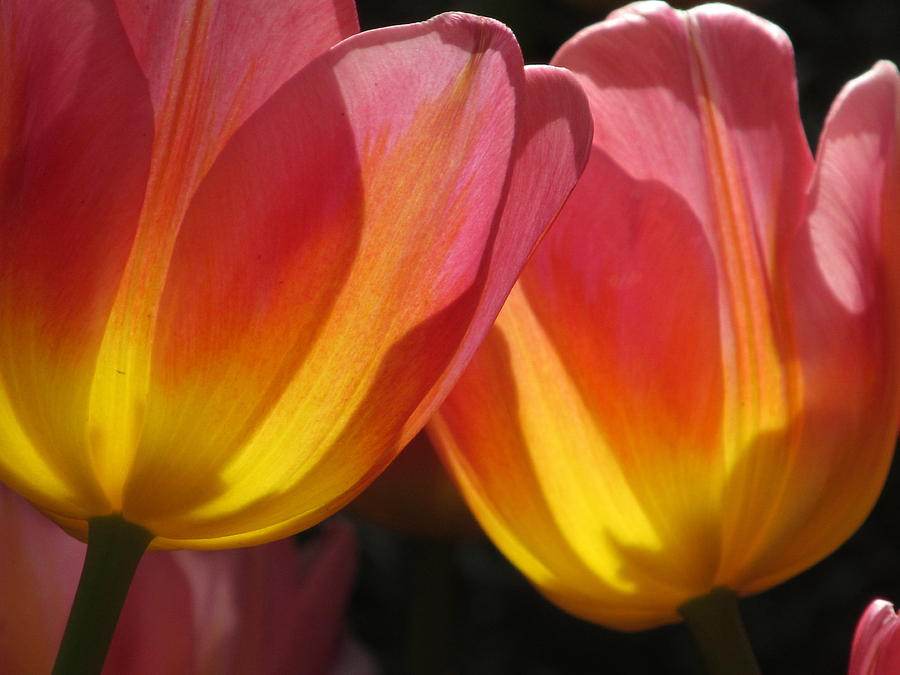 Double Tulips Photograph by Alfred Ng