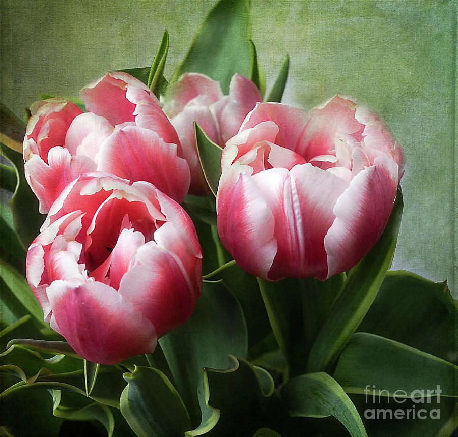 Double Tulips Photograph by Ann Jacobson