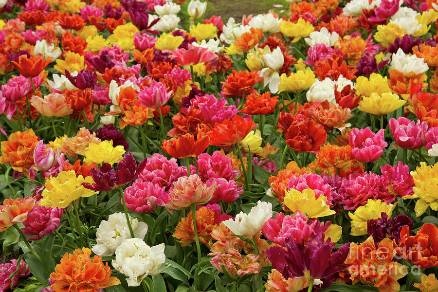 Double Tulips Flowerbeds Photograph by Anastasy Yarmolovich