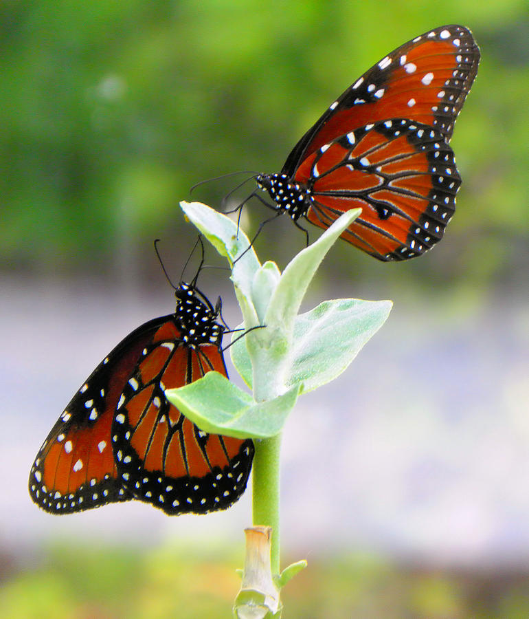 Butterfly Photograph - Double Viceroys by Rosalie Scanlon