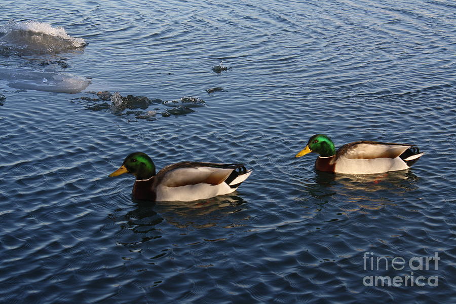 Double Vision Photograph by Adam Schneider - Fine Art America