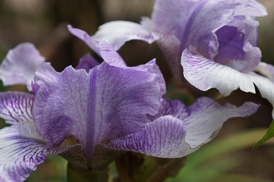 Double Vision Iris Photograph by Kathy Barney