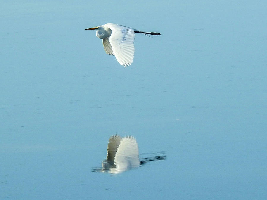 Great egret over the sound Photograph by Martha Huard - Fine Art America