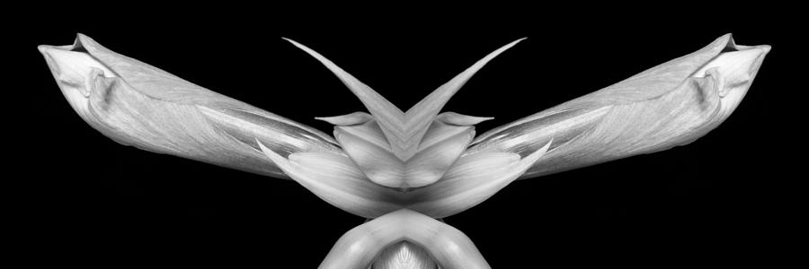 Double Vison Close-up of Amaryllis Bloom BW Photograph by James BO Insogna