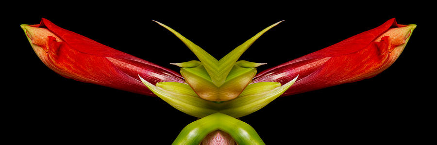 Double Vison Close-up of Amaryllis Bloom Photograph by James BO Insogna