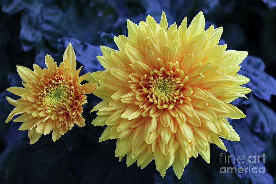 Double Yellow Photograph by Mary Haber