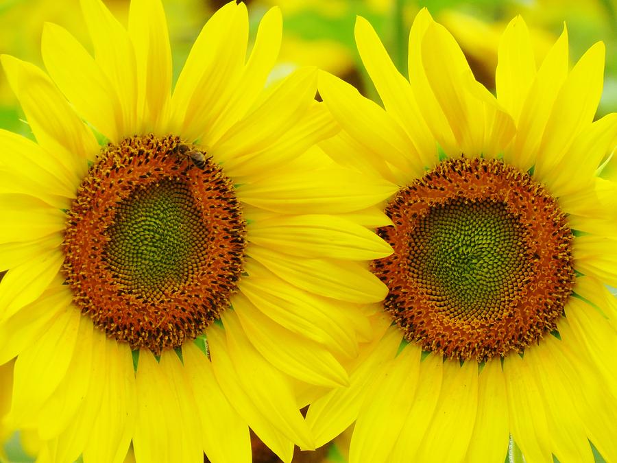Double Your Sunshine Photograph by Lori Frisch