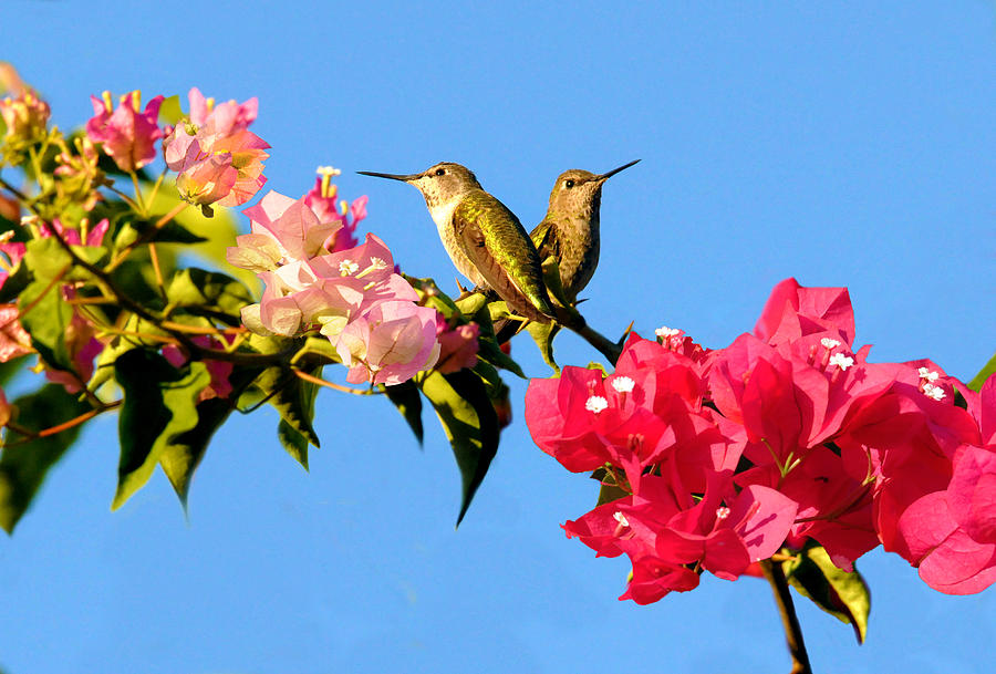 Hummingbird Photograph - Doubled Delight by Lynn Bauer