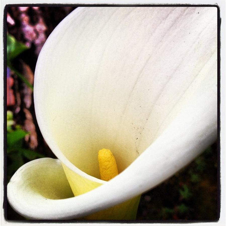 Callalily Photograph - Douceur by Alicia Boal
