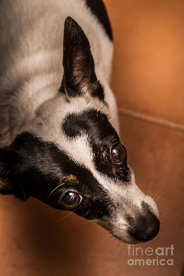 Dough-eyed dog Photograph by Jorgo Photography