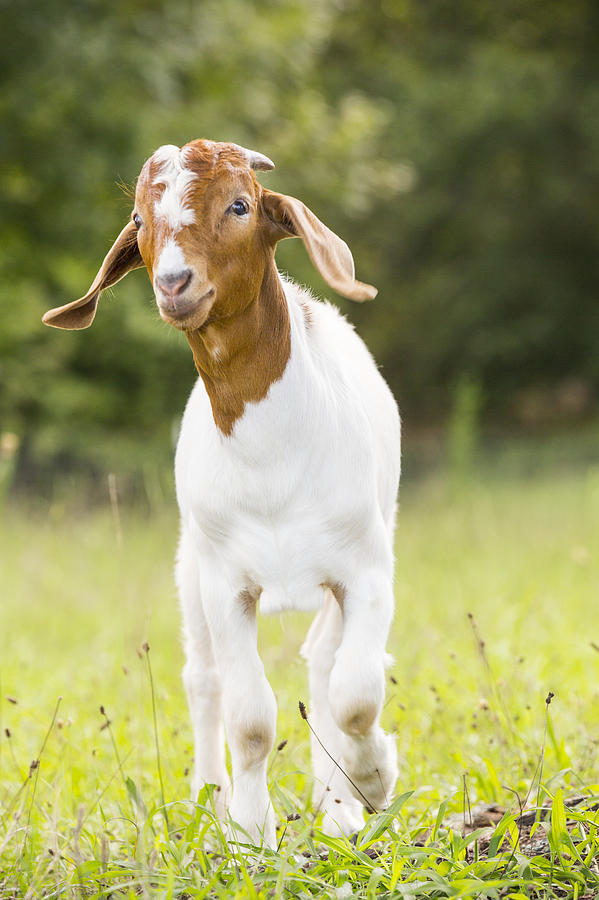 Dougie The Goat by Keith May Dougie The Goat by Keith May