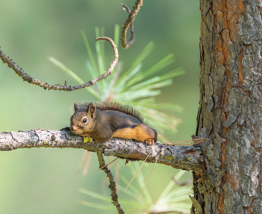 Douglas Squirrel Photograph by Loree Johnson