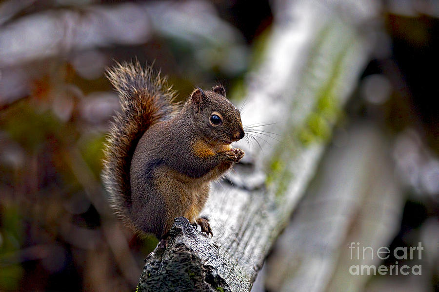 Squirrel Photograph - Douglas Squirrel on a Log by Sharon Talson