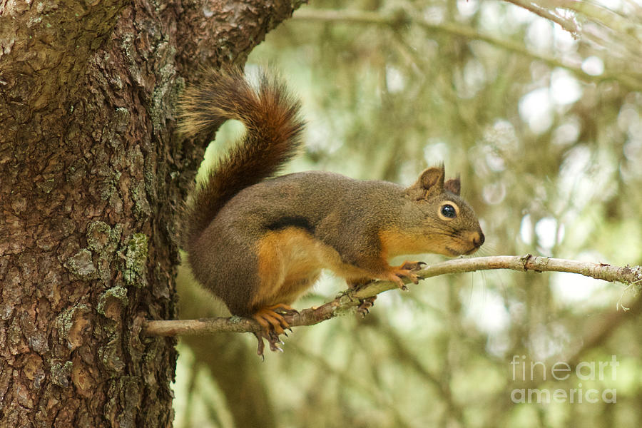 Nature Photograph - Douglas Squirrel by Sean Griffin