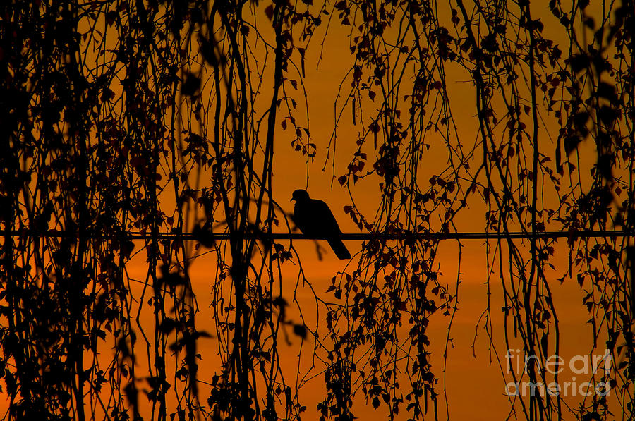 Dove At Dusk Photograph by Michal Boubin