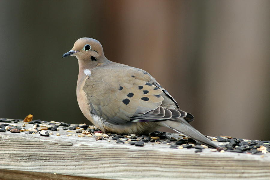 Dove Photograph by Dawn Stockford