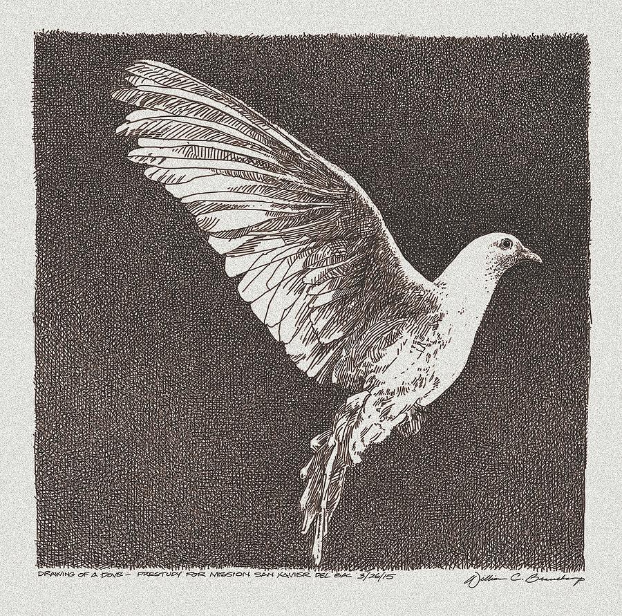 Dove Drawing - Dove Drawing by William Beauchamp