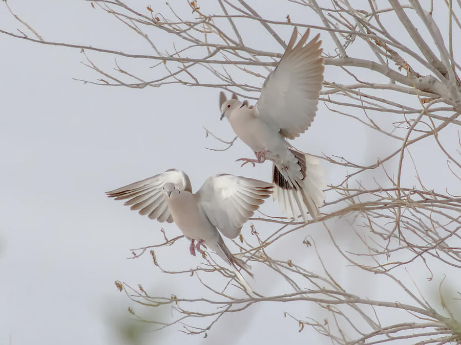 Dove Duo Photograph by Tam Ryan